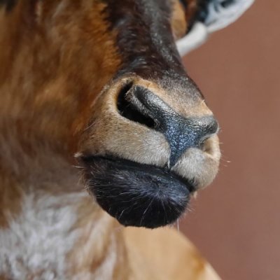 Hartebeest Kuhantilope Haupt Kuh Antilope Afrika Kopf Präparat, Höhe 102cm