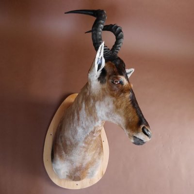 Hartebeest Kuhantilope Haupt Kuh Antilope Afrika Kopf Pr&auml;parat, H&ouml;he 102cm