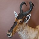 Hartebeest Kuhantilope Haupt Kuh Antilope Afrika Kopf...