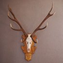 12 Ender ROTHIRSCH Hirsch Geweih Hirschgeweih mit ganzer...
