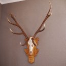 12 Ender ROTHIRSCH Hirsch Geweih Hirschgeweih mit ganzer...