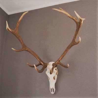 ROTHIRSCH Geweih 16 Ender KAPITAL 10 kg Hirschgeweih mit ganzer Nase und Oberkiefer H111cm