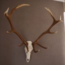 ROTHIRSCH Geweih 16 Ender KAPITAL 10 kg Hirschgeweih mit ganzer Nase und Oberkiefer H111cm