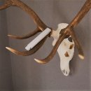 ROTHIRSCH Geweih 16 Ender KAPITAL 10 kg Hirschgeweih mit...