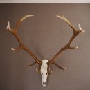 ROTHIRSCH Geweih 16 Ender KAPITAL 10 kg Hirschgeweih mit ganzer Nase und Oberkiefer H111cm