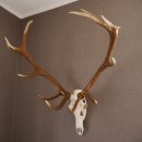 ROTHIRSCH Geweih 16 Ender KAPITAL 10 kg Hirschgeweih mit ganzer Nase und Oberkiefer H111cm