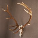 ROTHIRSCH Geweih 16 Ender KAPITAL 10 kg Hirschgeweih mit ganzer Nase und Oberkiefer H111cm