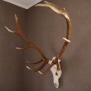 ROTHIRSCH Geweih 16 Ender KAPITAL 10 kg Hirschgeweih mit ganzer Nase und Oberkiefer H111cm