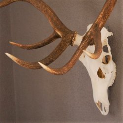 ROTHIRSCH Geweih 16 Ender KAPITAL 10 kg Hirschgeweih mit ganzer Nase und Oberkiefer H111cm