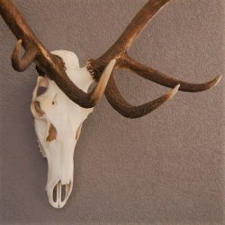 ROTHIRSCH Geweih 16 Ender KAPITAL 10 kg Hirschgeweih mit ganzer Nase und Oberkiefer H111cm