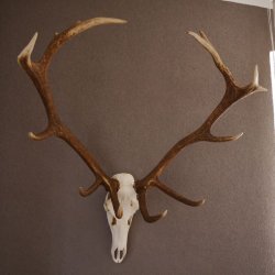 ROTHIRSCH Geweih 16 Ender KAPITAL 10 kg Hirschgeweih mit ganzer Nase und Oberkiefer H111cm