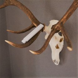 ROTHIRSCH Geweih 16 Ender KAPITAL 10 kg Hirschgeweih mit ganzer Nase und Oberkiefer H111cm