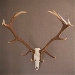 ROTHIRSCH Geweih 16 Ender KAPITAL 10 kg Hirschgeweih mit ganzer Nase und Oberkiefer H111cm