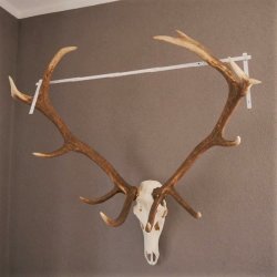 ROTHIRSCH Geweih 16 Ender KAPITAL 10 kg Hirschgeweih mit ganzer Nase und Oberkiefer H111cm