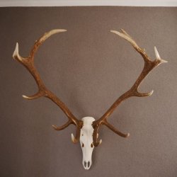 ROTHIRSCH Geweih 16 Ender KAPITAL 10 kg Hirschgeweih mit ganzer Nase und Oberkiefer H111cm