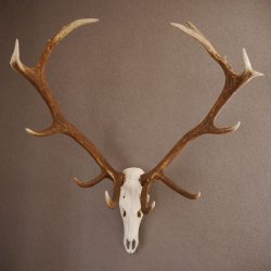 ROTHIRSCH Geweih 16 Ender KAPITAL 10 kg Hirschgeweih mit ganzer Nase und Oberkiefer H111cm