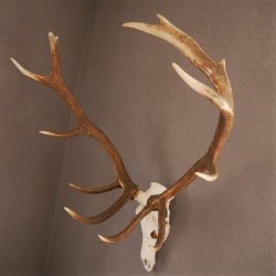 ROTHIRSCH Geweih 16 Ender KAPITAL 10 kg Hirschgeweih mit ganzer Nase und Oberkiefer H111cm