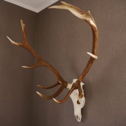 ROTHIRSCH Geweih 16 Ender KAPITAL 10 kg Hirschgeweih mit ganzer Nase und Oberkiefer H111cm