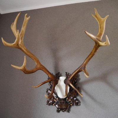 20 Ender ROTHIRSCH Hirsch Geweih Hirschgeweih auf geschnitzten Trophäenschild Höhe 94cm