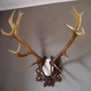 20 Ender ROTHIRSCH Hirsch Geweih Hirschgeweih auf geschnitzten Trophäenschild Höhe 94cm