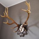 20 Ender ROTHIRSCH Hirsch Geweih Hirschgeweih auf geschnitzten Trophäenschild Höhe 94cm