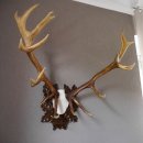 20 Ender ROTHIRSCH Hirsch Geweih Hirschgeweih auf geschnitzten Trophäenschild Höhe 94cm
