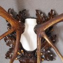 20 Ender ROTHIRSCH Hirsch Geweih Hirschgeweih auf geschnitzten Trophäenschild Höhe 94cm