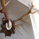 20 Ender ROTHIRSCH Hirsch Geweih Hirschgeweih auf geschnitzten Trophäenschild Höhe 94cm