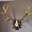 20 Ender ROTHIRSCH Hirsch Geweih Hirschgeweih auf geschnitzten Trophäenschild Höhe 94cm