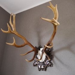 20 Ender ROTHIRSCH Hirsch Geweih Hirschgeweih auf geschnitzten Trophäenschild Höhe 94cm