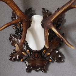 20 Ender ROTHIRSCH Hirsch Geweih Hirschgeweih auf geschnitzten Trophäenschild Höhe 94cm