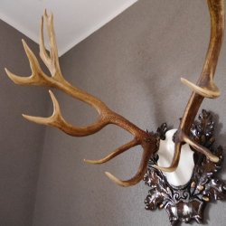 20 Ender ROTHIRSCH Hirsch Geweih Hirschgeweih auf geschnitzten Trophäenschild Höhe 94cm