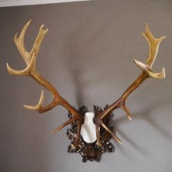 20 Ender ROTHIRSCH Hirsch Geweih Hirschgeweih auf geschnitzten Trophäenschild Höhe 94cm