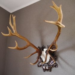 20 Ender ROTHIRSCH Hirsch Geweih Hirschgeweih auf geschnitzten Trophäenschild Höhe 94cm