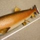 Huchen großer Fisch Ganzpräparat Donaulachs Donau Lachs Präparat präpariert Länge 110cm
