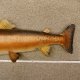 Huchen großer Fisch Ganzpräparat Donaulachs Donau Lachs Präparat präpariert Länge 110cm