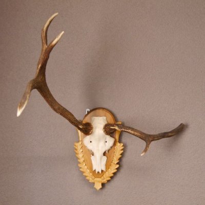 Rothirsch Hirsch Geweih abnorm Hirschgeweih auf geschnitztem Trophäenschild Höhe 92cm