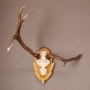 Rothirsch Hirsch Geweih abnorm Hirschgeweih auf...