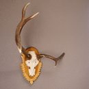 Rothirsch Hirsch Geweih abnorm Hirschgeweih auf...