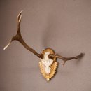 Rothirsch Hirsch Geweih abnorm Hirschgeweih auf geschnitztem Trophäenschild Höhe 92cm