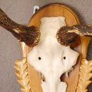 Rothirsch Hirsch Geweih abnorm Hirschgeweih auf geschnitztem Trophäenschild Höhe 92cm