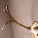 Rothirsch Hirsch Geweih abnorm Hirschgeweih auf geschnitztem Trophäenschild Höhe 92cm