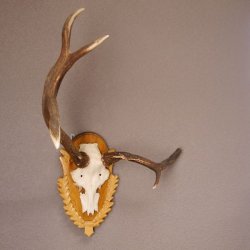 Rothirsch Hirsch Geweih abnorm Hirschgeweih auf geschnitztem Trophäenschild Höhe 92cm