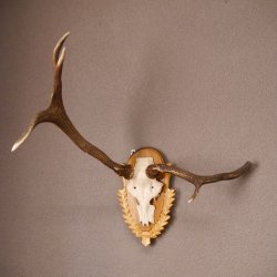 Rothirsch Hirsch Geweih abnorm Hirschgeweih auf geschnitztem Trophäenschild Höhe 92cm