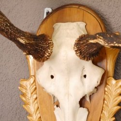 Rothirsch Hirsch Geweih abnorm Hirschgeweih auf geschnitztem Trophäenschild Höhe 92cm