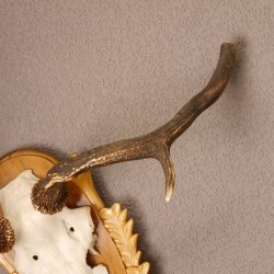 Rothirsch Hirsch Geweih abnorm Hirschgeweih auf geschnitztem Trophäenschild Höhe 92cm