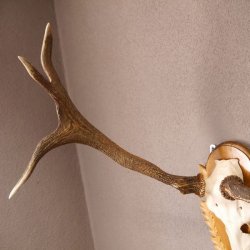 Rothirsch Hirsch Geweih abnorm Hirschgeweih auf geschnitztem Trophäenschild Höhe 92cm