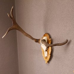 Rothirsch Hirsch Geweih abnorm Hirschgeweih auf geschnitztem Trophäenschild Höhe 92cm