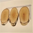 3 St&uuml;ck Birke Schilder Troph&auml;enschilder Reh gro&szlig; Rehbock Geweih Baumscheibe Baumschild Natur Holz modern