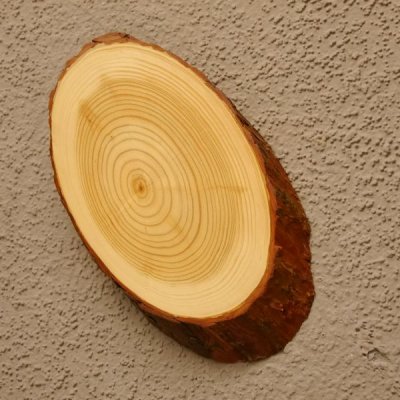 L&auml;rche Schild Troph&auml;enschild Reh Rehbock Geweih Baumscheibe Baumschild Natur Holz modern